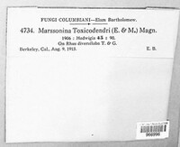 Marssonina toxicodendri image